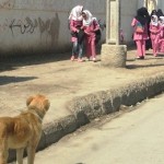 کنترل حیوانات وحشی و ولگرد بدون حیوان آزاری کنترل حیوانات وحشی و ولگرد بدون حیوان آزاری