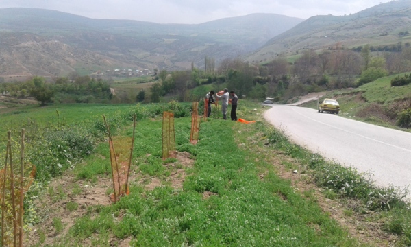 کاشت 600 اصله درخت در مسیر روستای کیاسر+تصاویر