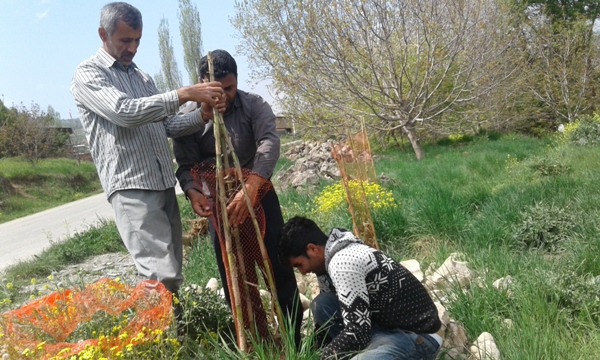 کاشت 600 اصله درخت در مسیر روستای کیاسر+تصاویر