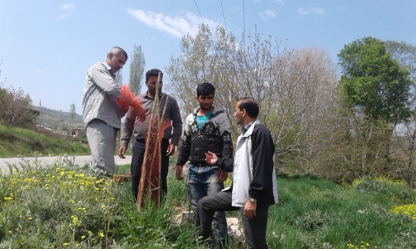 کاشت 600 اصله درخت در مسیر روستای کیاسر+تصاویر