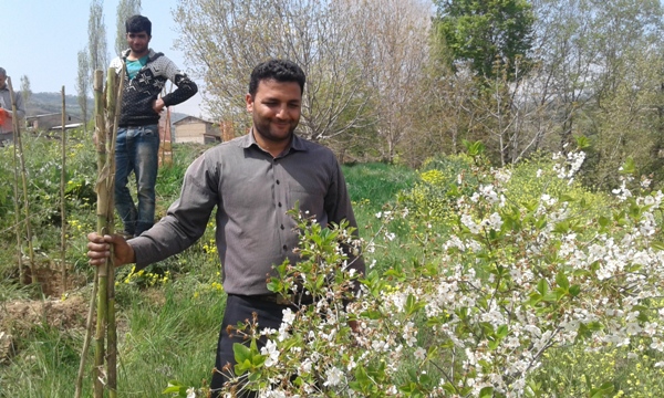 کاشت 600 اصله درخت در مسیر روستای کیاسر+تصاویر