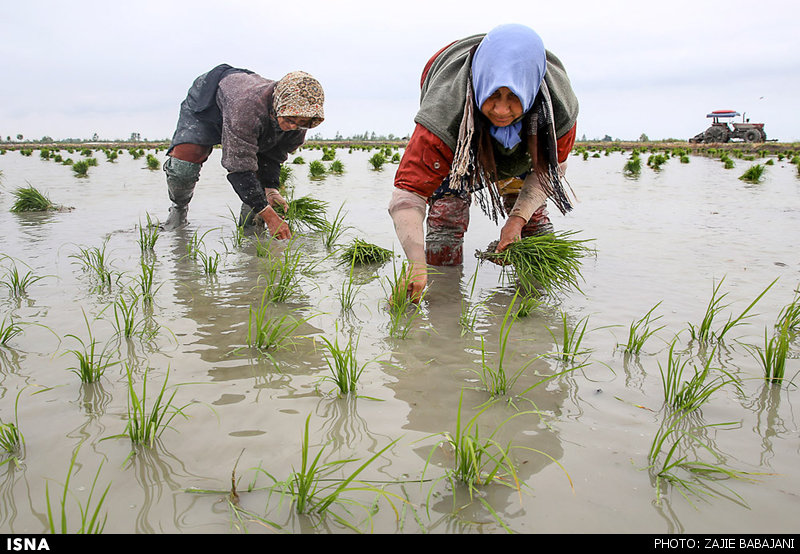 نشاء برنج در شالیزارهای شهرستان ساری/تصاویر