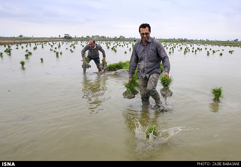 نشاء برنج در شالیزارهای شهرستان ساری/تصاویر