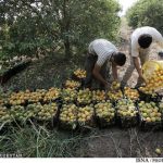 مشوق ۱۰۰ میلیارد تومانی برای صادرات مرکبات مشوق ۱۰۰ میلیارد تومانی برای صادرات مرکبات