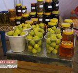 تصاویر جشنواره انجیر گلوگاه تصاویر جشنواره انجیر گلوگاه