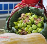 گلوگاه در حسرت صنایع تبدیلی انجیر گلوگاه در حسرت صنایع تبدیلی انجیر