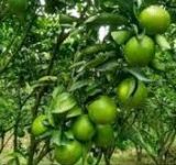 اندرحکایت سبز فروشی نارنگی در باغات مازندران اندرحکایت سبز فروشی نارنگی در باغات مازندران