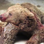 شکار خرس قهوه ای در غرب مازندران