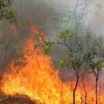 50هکتار از جنگلهای پی رجه نکا دچار آتش سوزی شد