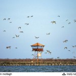 صید پرندگان در سواحل مازندران آبروریزی ملی است