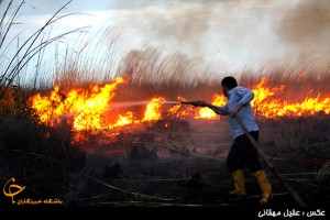 جنگل های یانه سر در شرق مازندران دچار آتش سوزی شد