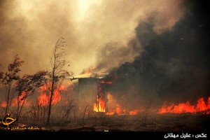 بخشهایی از جنگل های شرق مازندران در آتش سوخت