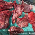 کشف و ضبط 226 کیلوگرم گوشت خوک در مازندران