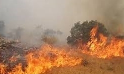 گرمای هوا جنگلهای شرق مازندران را دچار حریق کرد