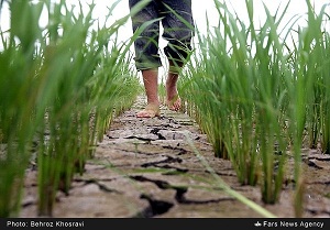 تهدیدهای 39 گانه زراعت و کشاورزی در ایران 