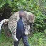 شکارچی پلنگ در مازندران با قرار 100میلیونی آزاد شد