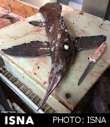 ماهی ترسناک و ناشناخته در تور ماهیگیران+عکس