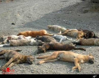 قتل عام 20 سگ در تبریز+عکس