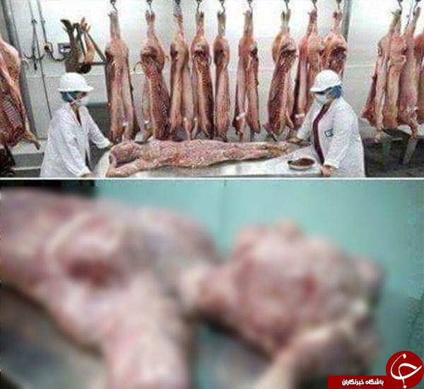 جنجال فروش گوشت مردگان در قوطی های کنسرو +تصاویر