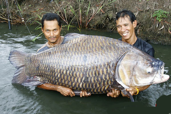 بزرگترین ماهی جهان / تصاویر
