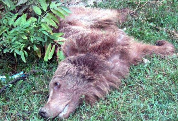 جزئیات مرگ یک قلاده خرس قهوه ای در جنوب شهرستان ساری