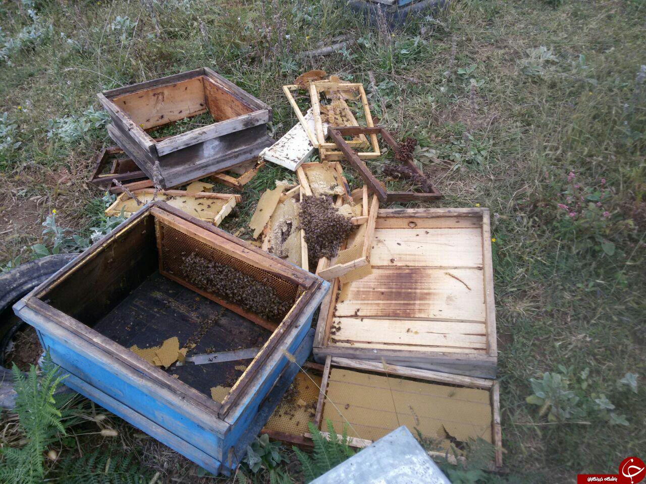حمله خرس به کندو زنبورهای عسل در جنوب شهرستان ساری + تصاویر