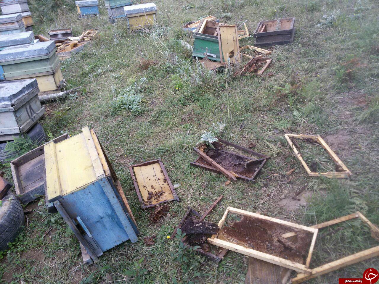 حمله خرس به کندو زنبورهای عسل در جنوب شهرستان ساری + تصاویر