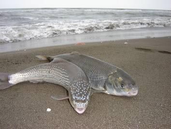ذخایر ماهیان سفید در سواحل میانکاله بازسازی می شود