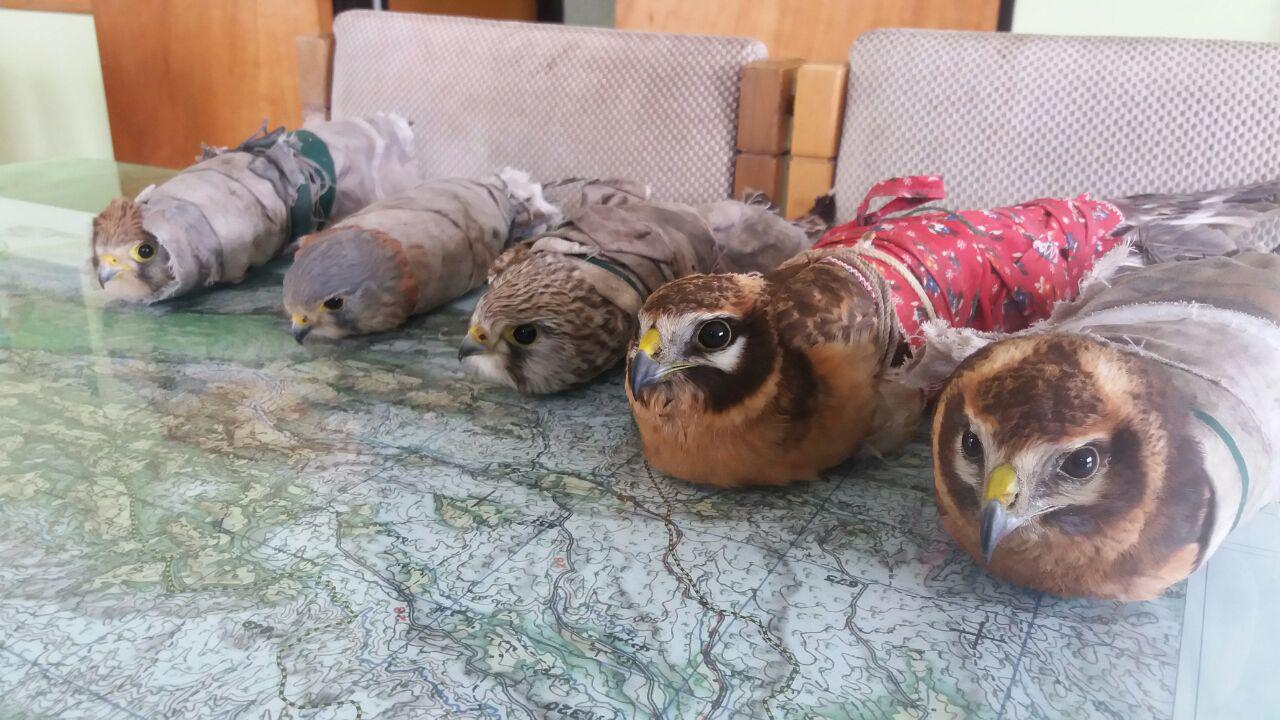 دستگیری اعضای باند خرید و فروش پرندگان شکاری در بهشهر + تصاویر
