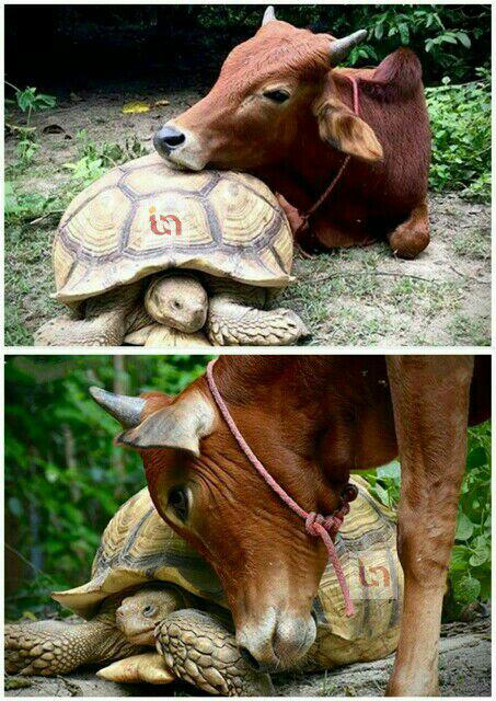 دوستی عجیب یک گوساله و لاکپشت! + عکس