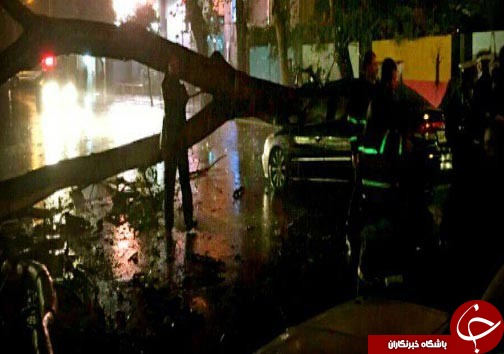 جزئیات حادثه سقوط درخت روی خودرو در ساری+ تصاویر