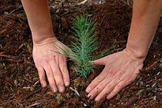 کاشت 200 درخت بجای 6 ماه زندان 