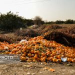 امحا بیش از 2 هزار تن پرتقال یخ زده در بهشهر