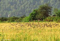 خسارت پرندگان گرسنه به مزارع گلوگاه 
