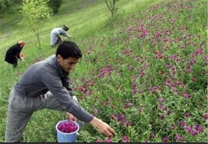 ظرفیتی بنام " گیاهان دارویی" در شرق مازندران