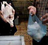 پلمپ و تعزیر 10 واحد صنفی عرضه مرغ در ساری 
