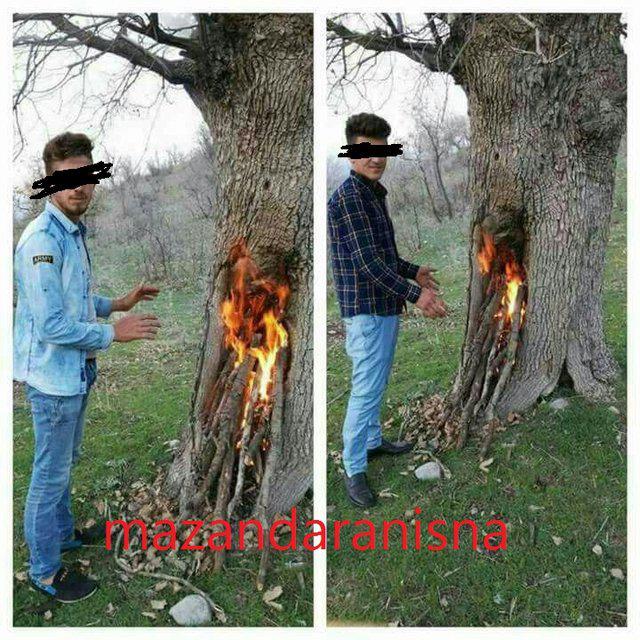 واکنش محیط زیست مازندران به انتشار تصویر آتش زدن درخت + عکس