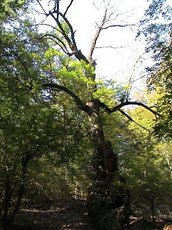 درخت 400 ساله شرق مازندران نیازمند توجه 