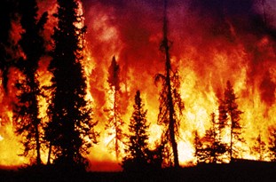 آتش سوزی در جنگل سوزنی برگ تالاب لپو زاغمرز 