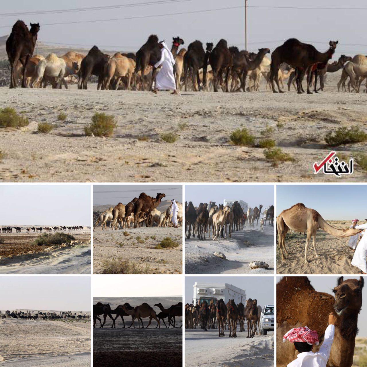 اخراج شترهای قطری از عربستان+تصاویر