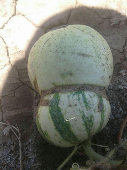 کشت هندوانه 2 رگه در مازندران + عکس