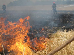 آتش سوزی در گندم زارهای بخش مرکزی نکا 