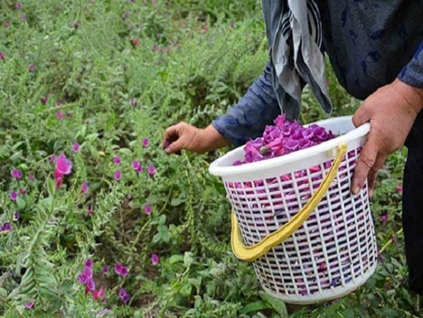 جایگاه مناسب شهرستانهای شرقی مازندران در برداشت " گیاهان دارویی" 