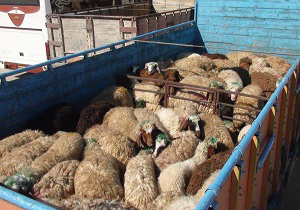 سارقان 100 راس گوسفند در بهشهر دستگیر شدند