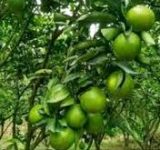 اندرحکایت سبز فروشی نارنگی در باغات مازندران 