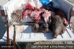 کشف گوشت خوک و جوجه تیغی از شکارچیان غیرمجاز 