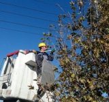 هَرَس درختان برای امنیت شهروندان و جلوگیری از اختلال در شبکه برق است