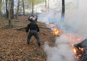 آتش سوزی های مشکوک همچنان جنگل های شرق مازندران را خاکستر می کند
