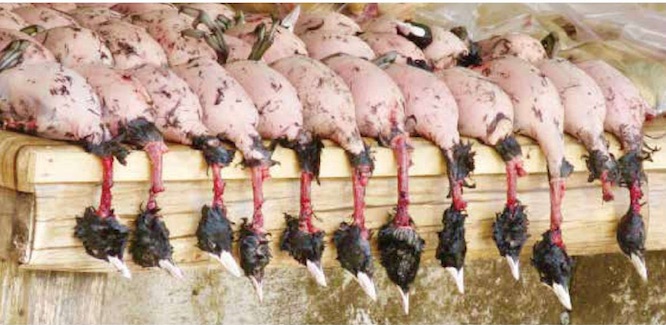 کشتار وسیع پرندگان مهاجر در مازندران منجر به صدور فتوای علما شد 
