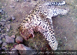 تیراندازی به پلنگ در جنگل های شرق مازندران